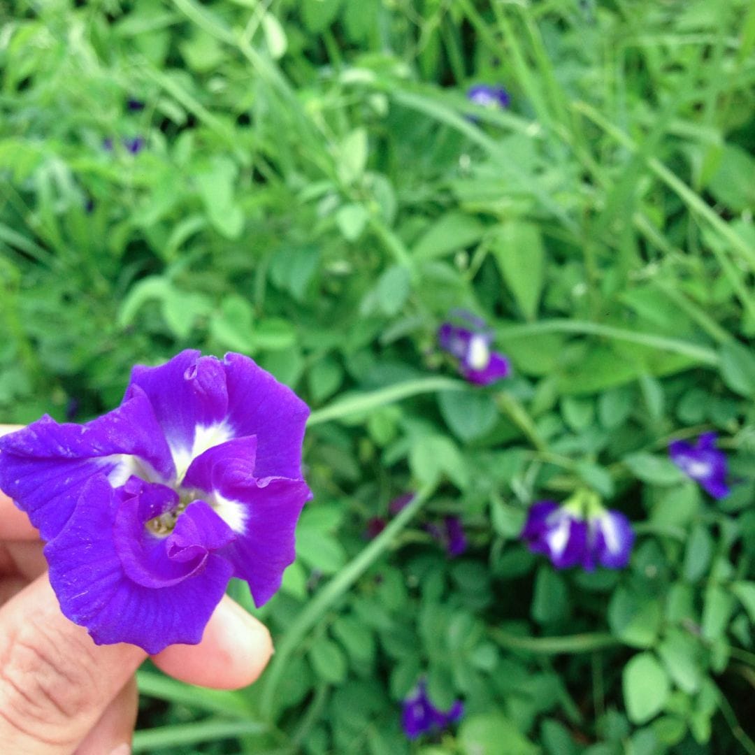 Discover the Benefits of Blue Pea Tea at Our Goddess Retreat’s Permaculture Food Forest